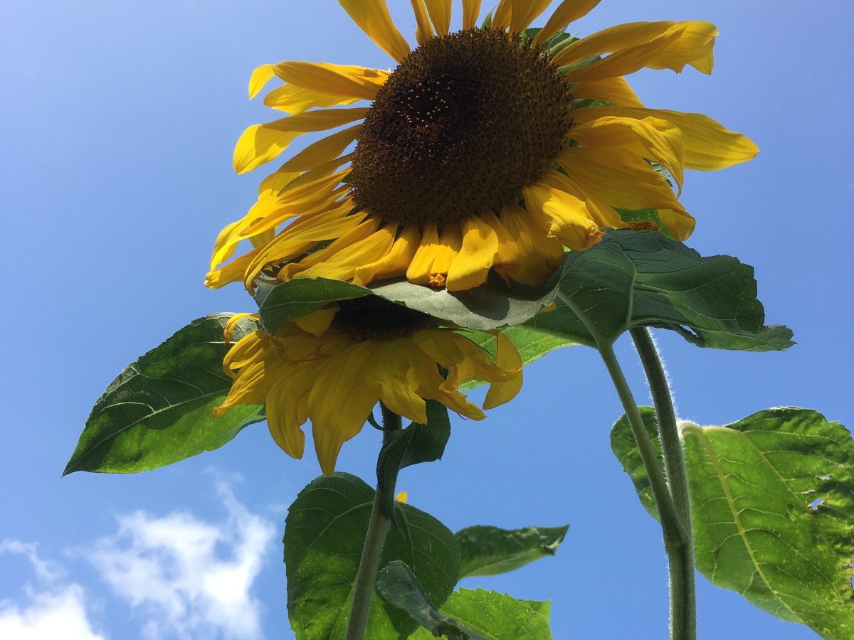 The Irish Times explains: How you can get in shape for a no-sweat&nbsp;Brexit